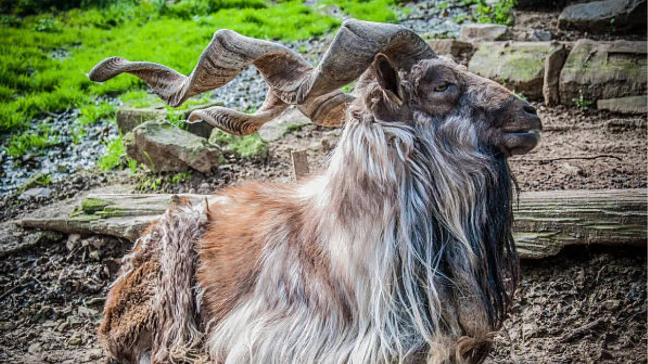 मारखोर नाम का जानवर