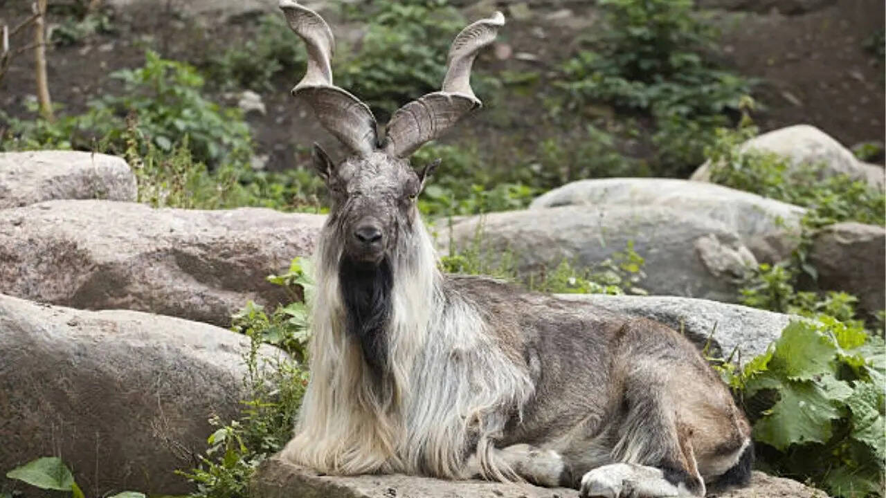 पाकिस्तान पर आएगी हंसी