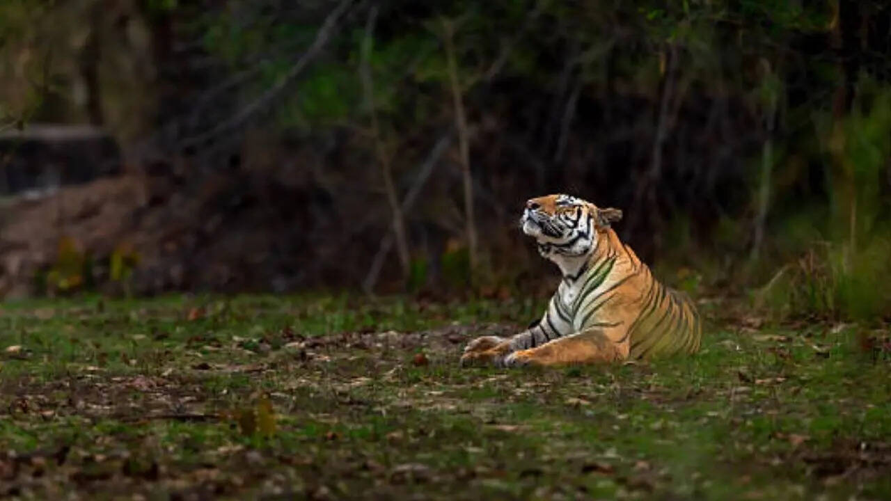 क्या है पाकिस्तान का राष्ट्रीय पशु