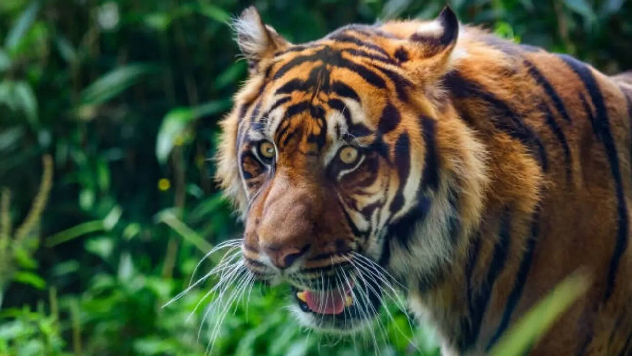 शक्तिशाली और कुशल शिकारी