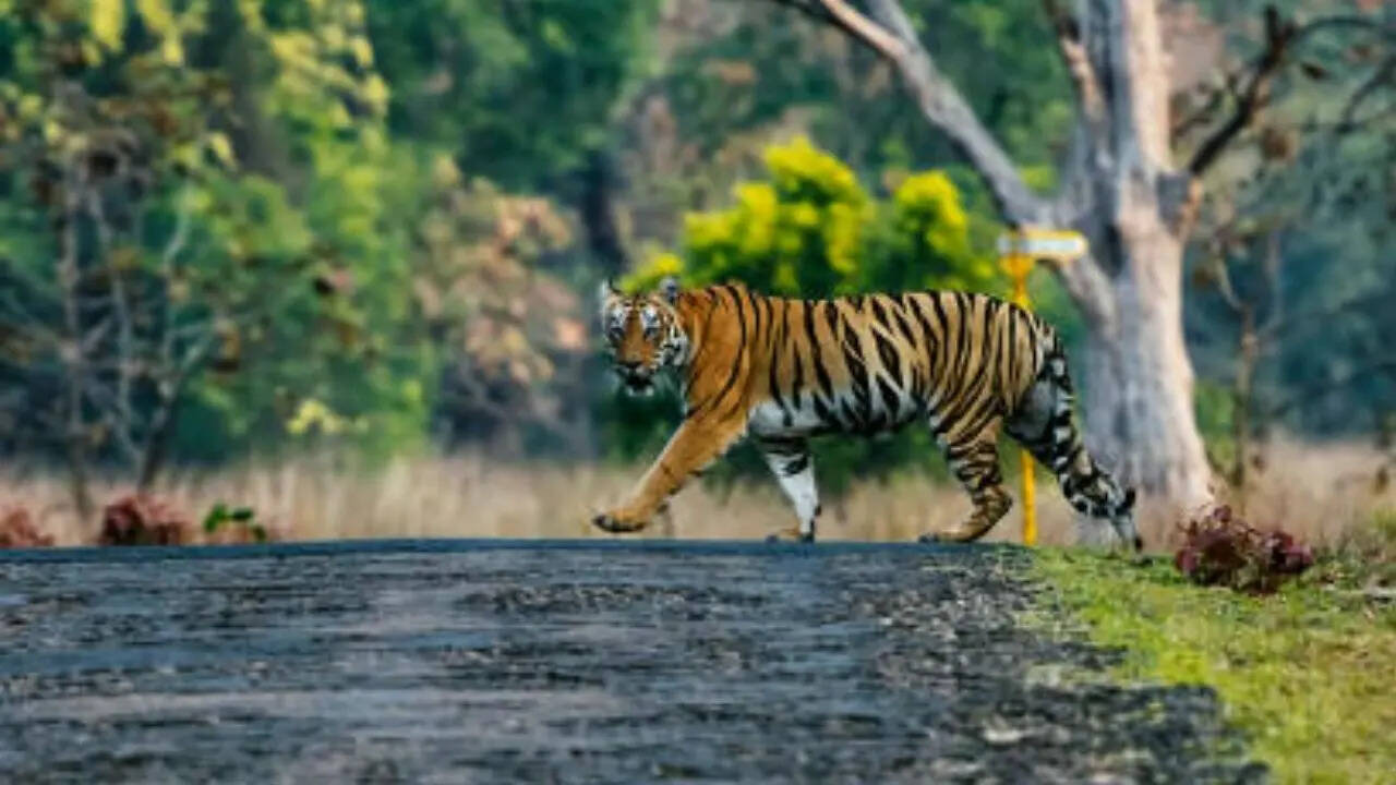 दुनिया में सबसे ज्यादा भारत में बाघ