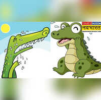 रो नहीं सकता लेकिन रोते हुए दिखता है क्या है मगरमच्छ के आंसुओं का राज