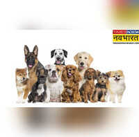 Ajab Gajab दुनिया का वह देश जहां कुत्ते को माना जाता है भगवान का दूत यहां डॉगी शेरों से भी ज्यादा खास