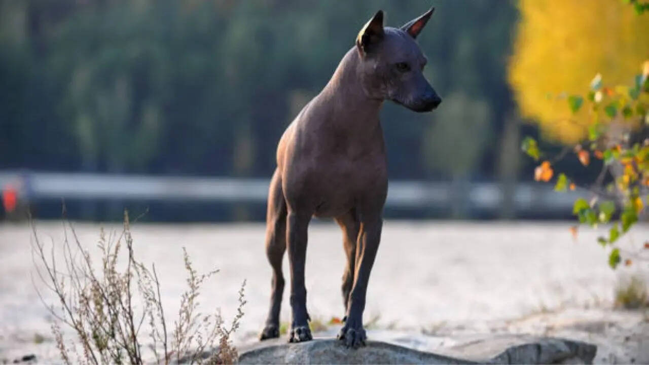 इतिहास से जुड़ा है गहरा रिश्ता