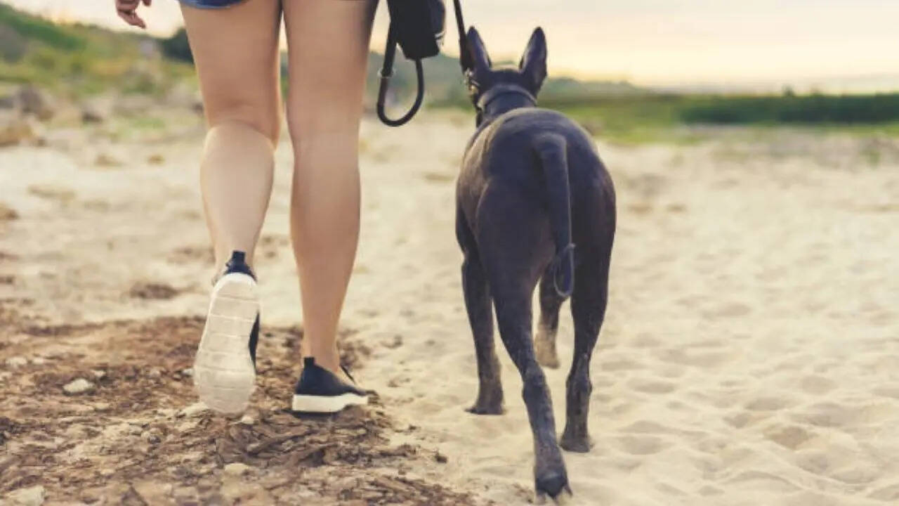 इस देश के लिए यह कुत्ता क्यों है इतना अहम