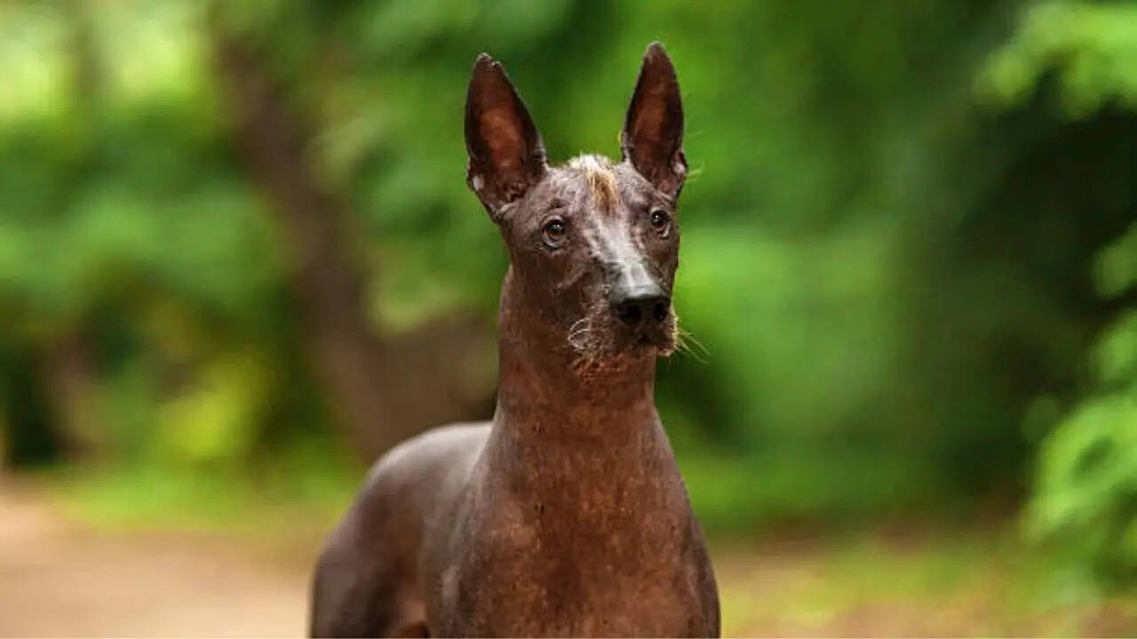 लोगों के लिए क्या मायने रखता है यह कुत्ता