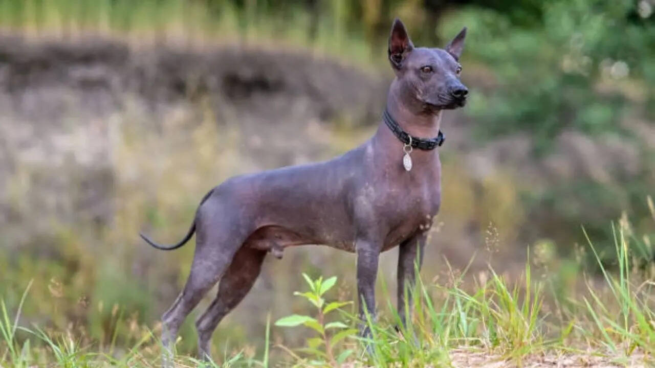 कौन सा है वह देश?