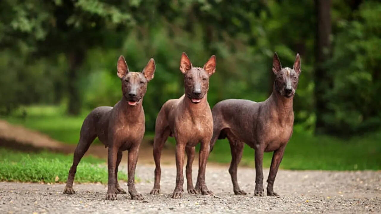 लोग कुत्ते को मानते हैं भगवान का दूत