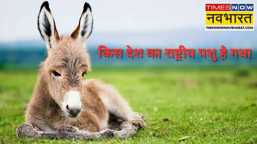 किस देश का राष्ट्रीय पशु है गधा जवाब जानकर जमकर लगाएंगे ठहाके