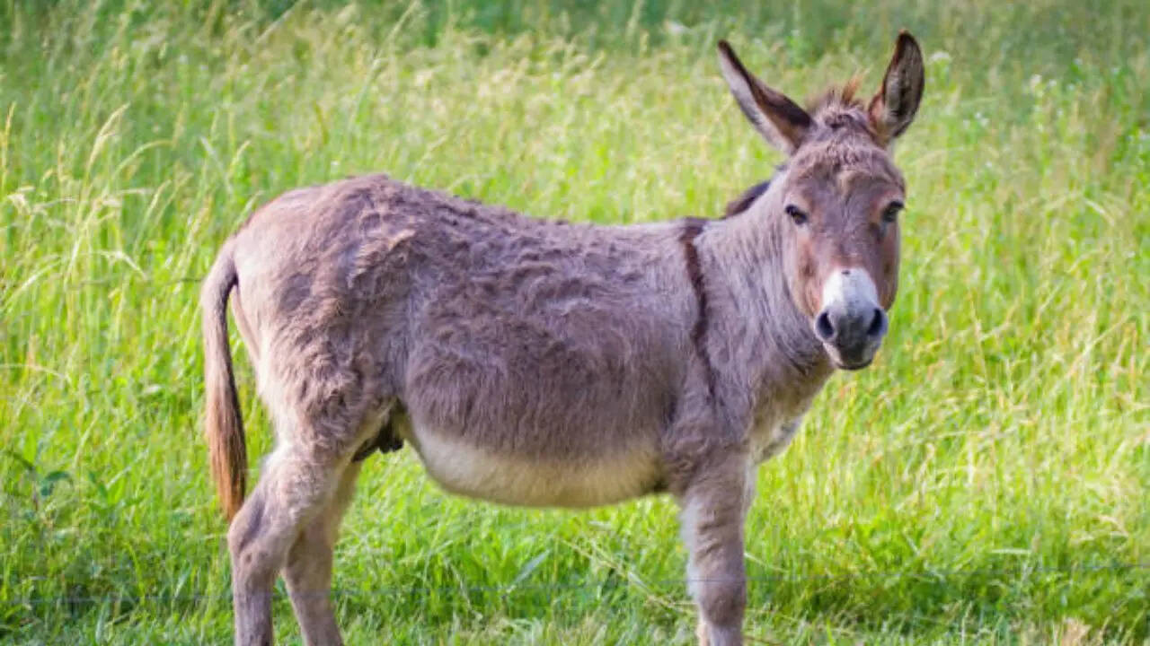 ब्रिटिश क्राउन डिपेंडेंसी ग्वेर्नसे में भी महत्वपूर्ण प्रतीक