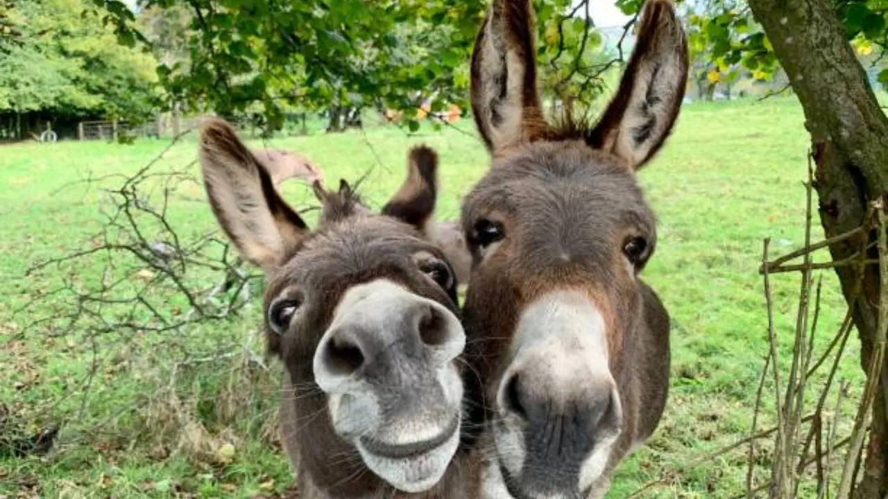 स्वतंत्रता का प्रतीक