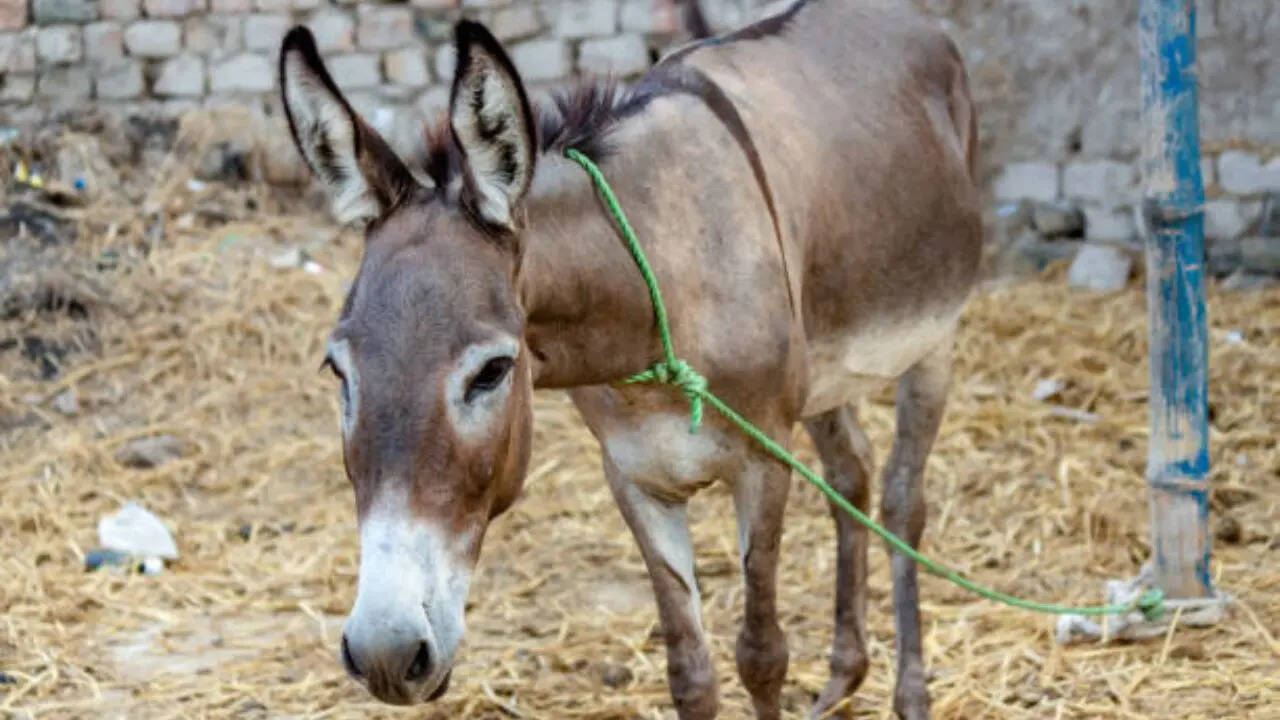 मेहनती होते हैं कैटलन गधे