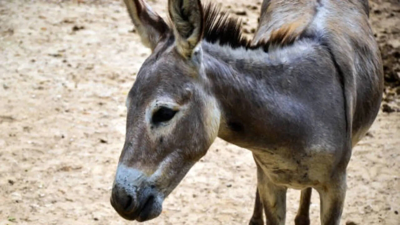 स्पेन का स्वायत्त क्षेत्र
