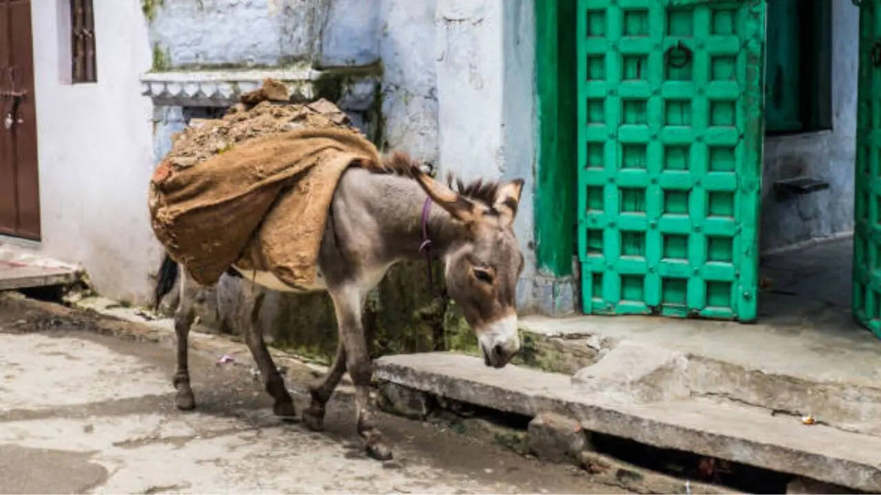 कैटलन गधा