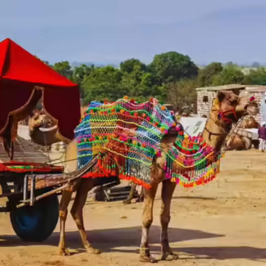 ​रेगिस्तान में सफारी​