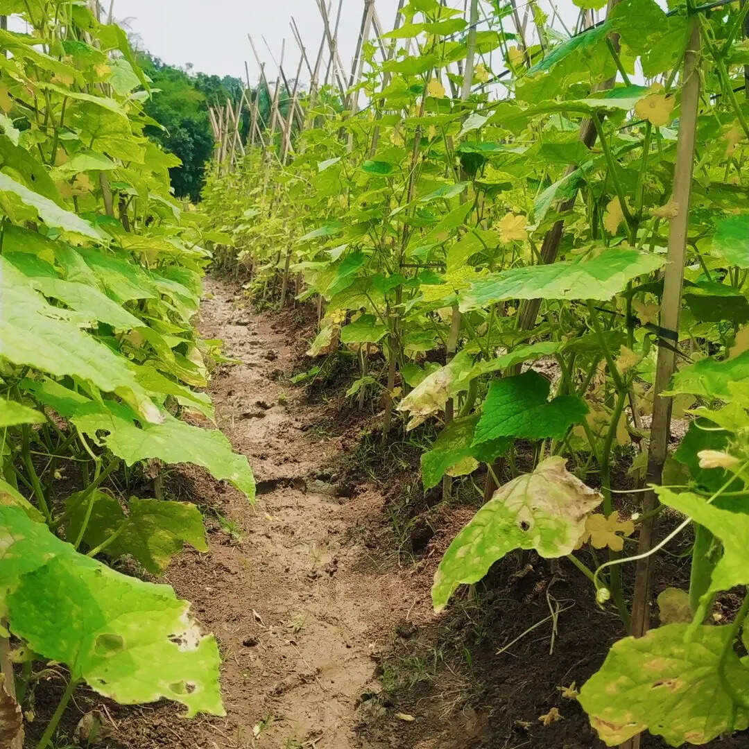 जूट का सबसे बड़ा उत्पादक राज्य