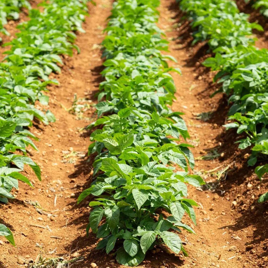 आलू का सबसे बड़ा उत्पादक राज्य