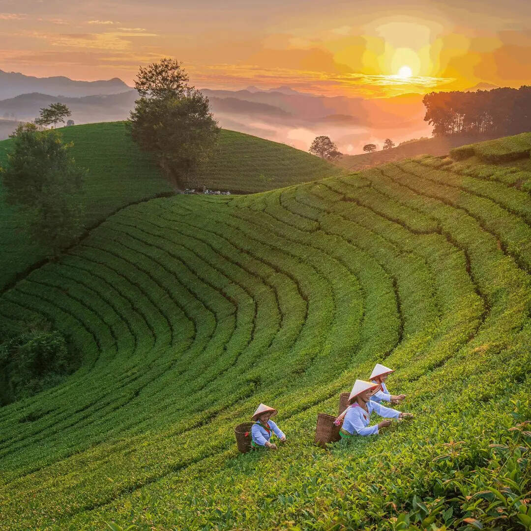 चाय का सबसे बड़ा उत्पाद​क राज्य