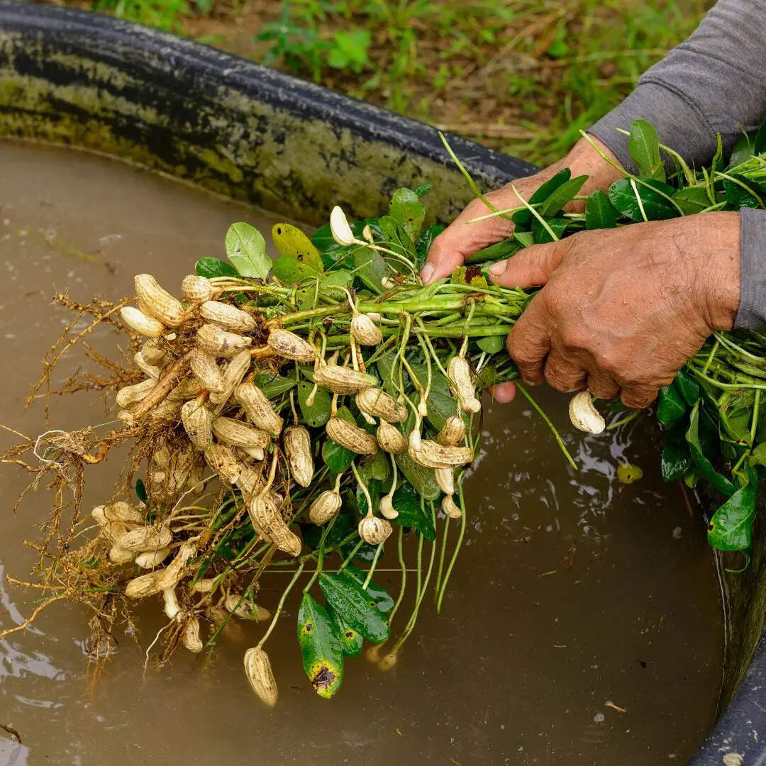 मूंगफली का सबसे बड़ा उत्पादक राज्य