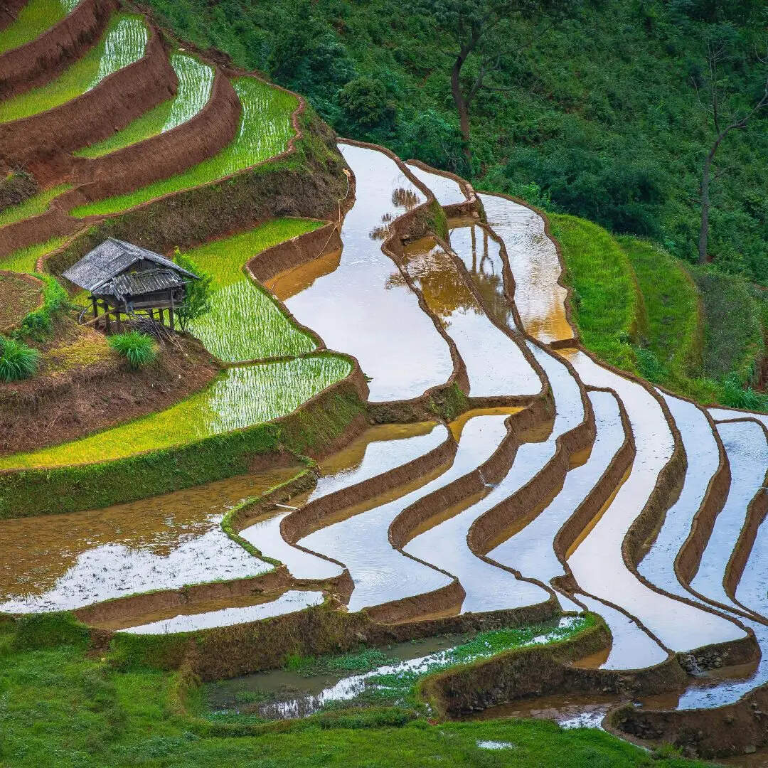 धान का सबसे बड़ा उत्पाद​क राज्य