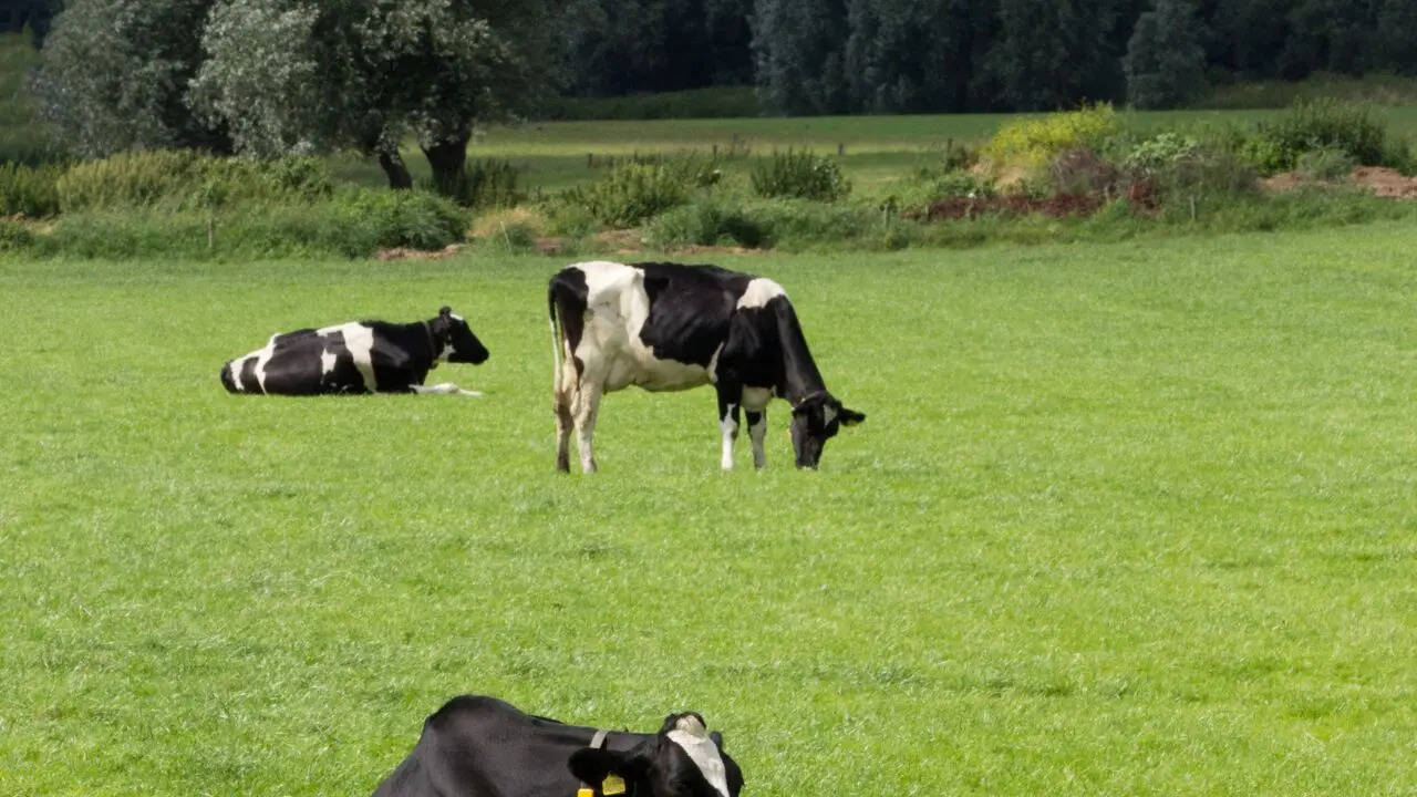 पब्लिसिटी स्टंट बना एक्सपेरिमेंट