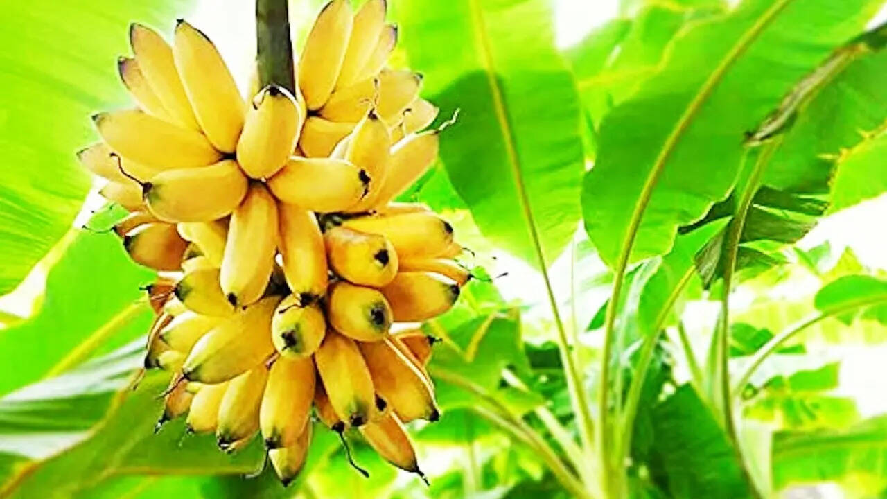 जलगांव को यह उपाधि क्यों मिली?
