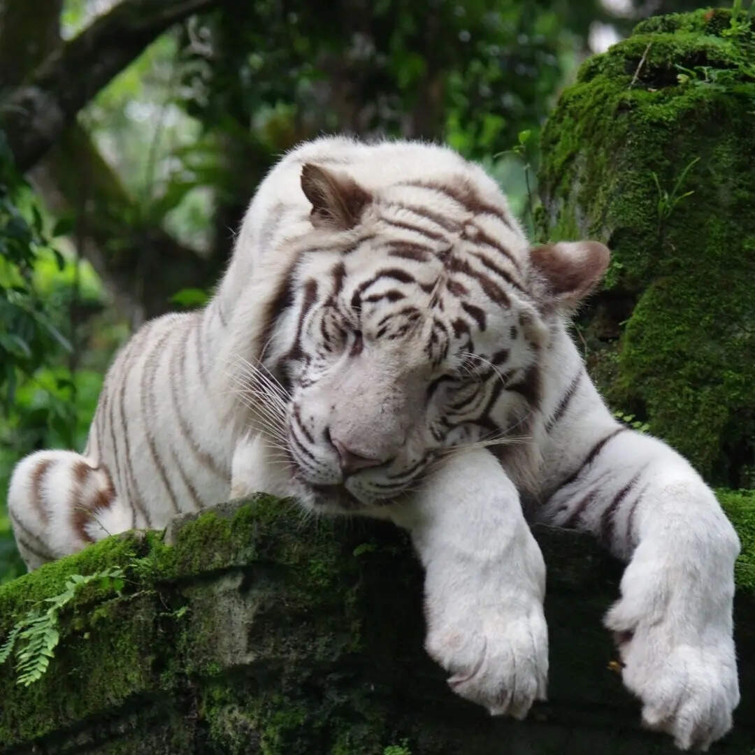 लोगों या जानवरों को नुकसान पहुंचाने वाली गतिविधियां