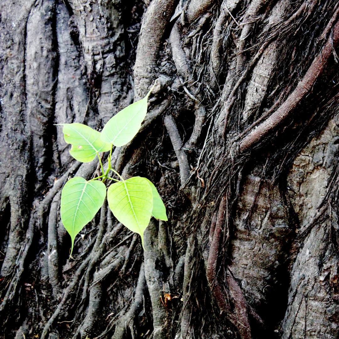 ​पितृ दोष के लिए उपाय​
