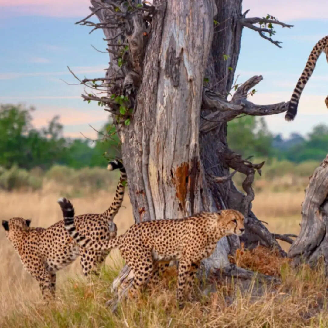 क्या भारत में हैं एशियाई चीते ? 