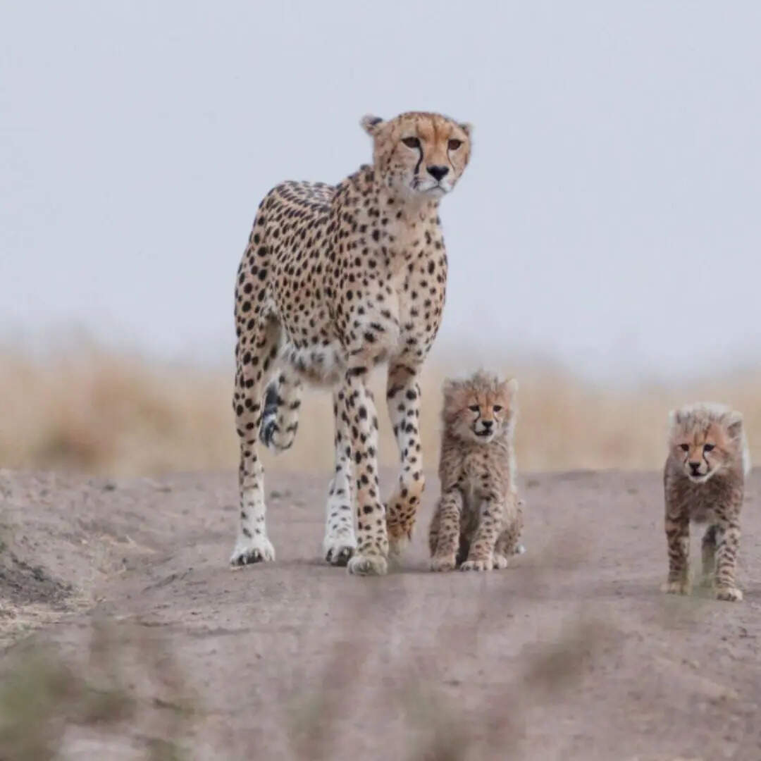 खुले मैदानों में कर पाते हैं शिकार 