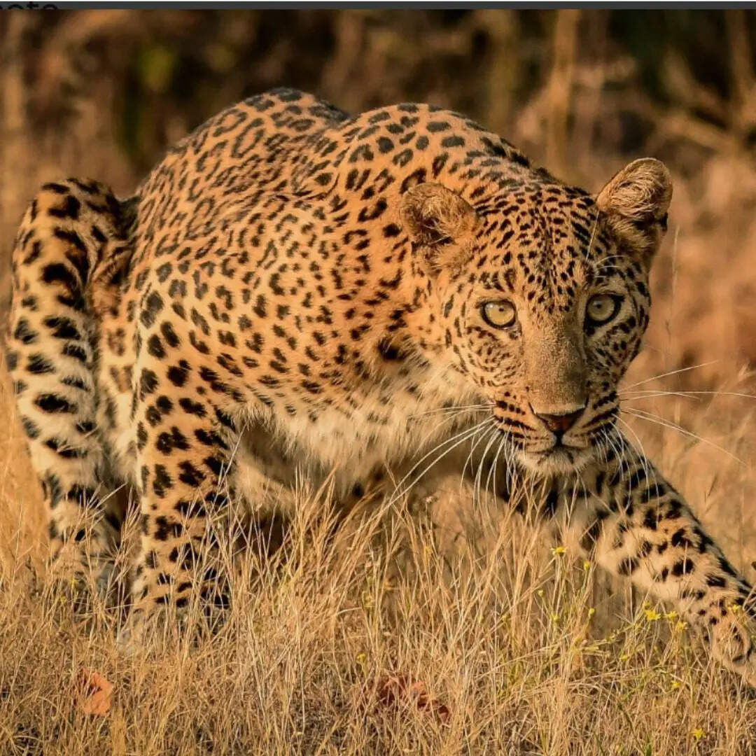 ईरान में कहां-कहां हैं एशियाई चीते ? 