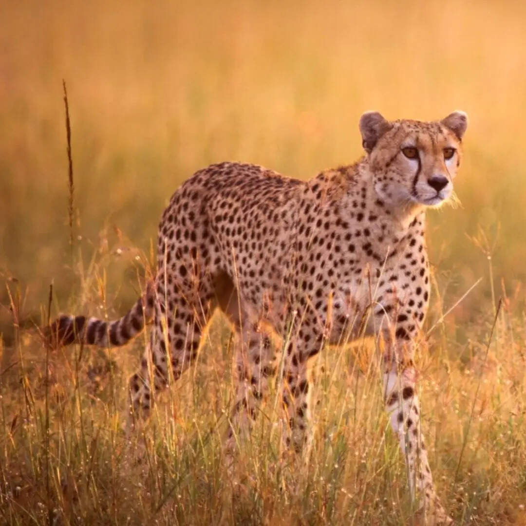 सिर्फ 50 के आसपास बची है संख्या