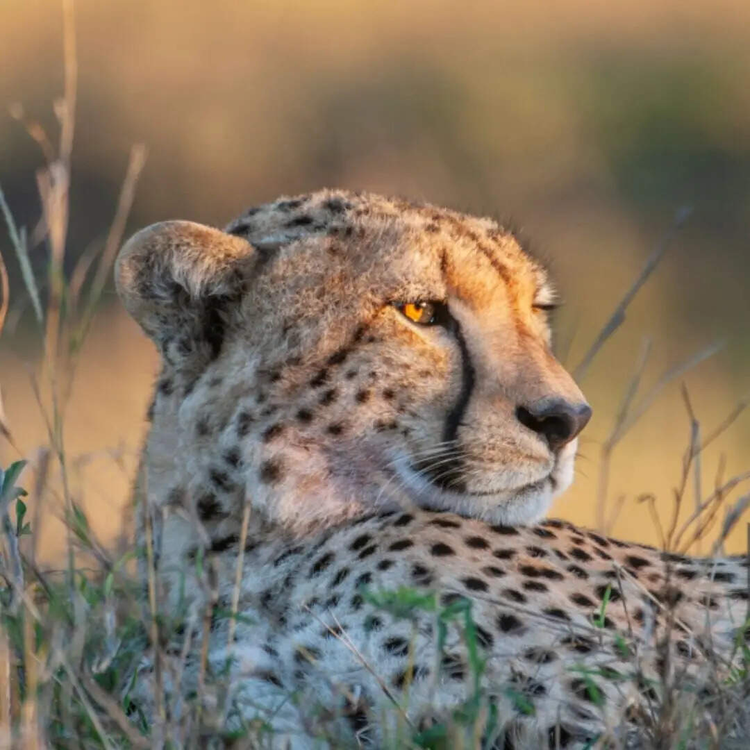 कहां मिलते हैं एशियाई चीते ?