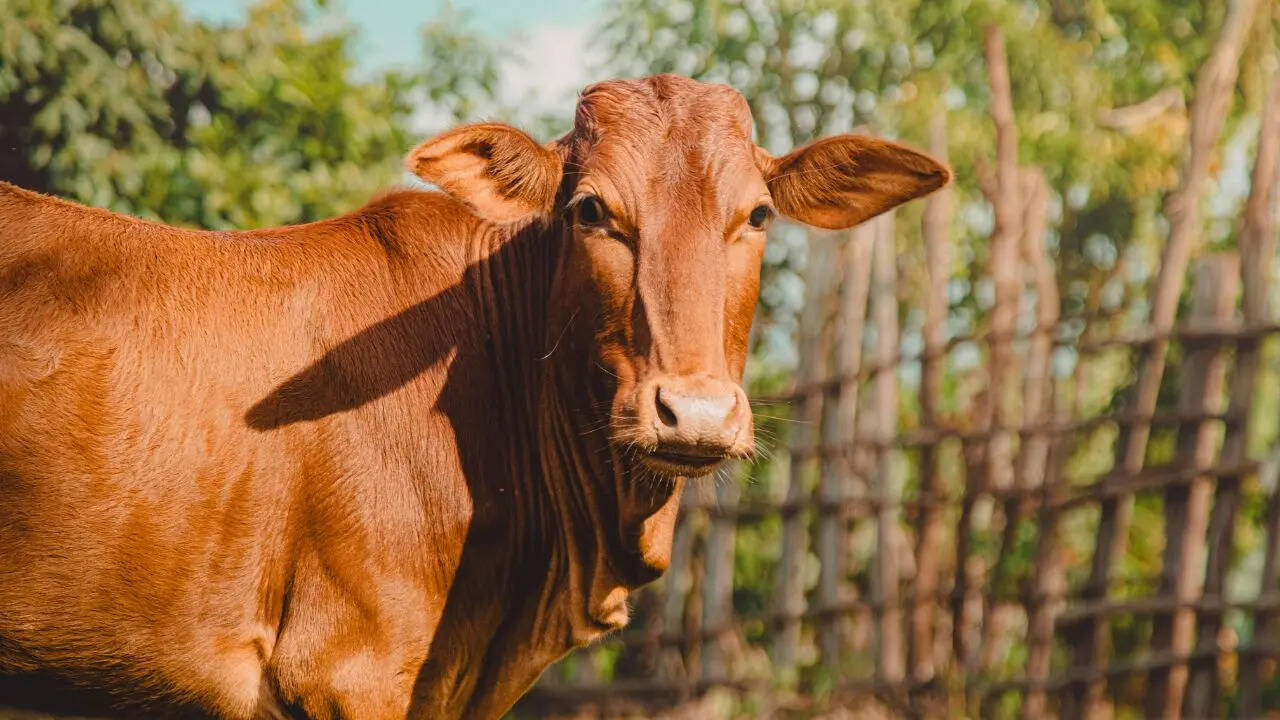 इसलिए अगर आप गोबर गैस प्लांट लगाने की सोच रहे हैं, तो गाय का गोबर इस्तेमाल करना ज्यादा फायदेमंद रहेगा।