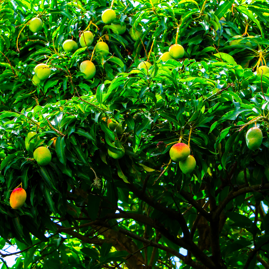 त्वचा और बालों के लिए रामबाण