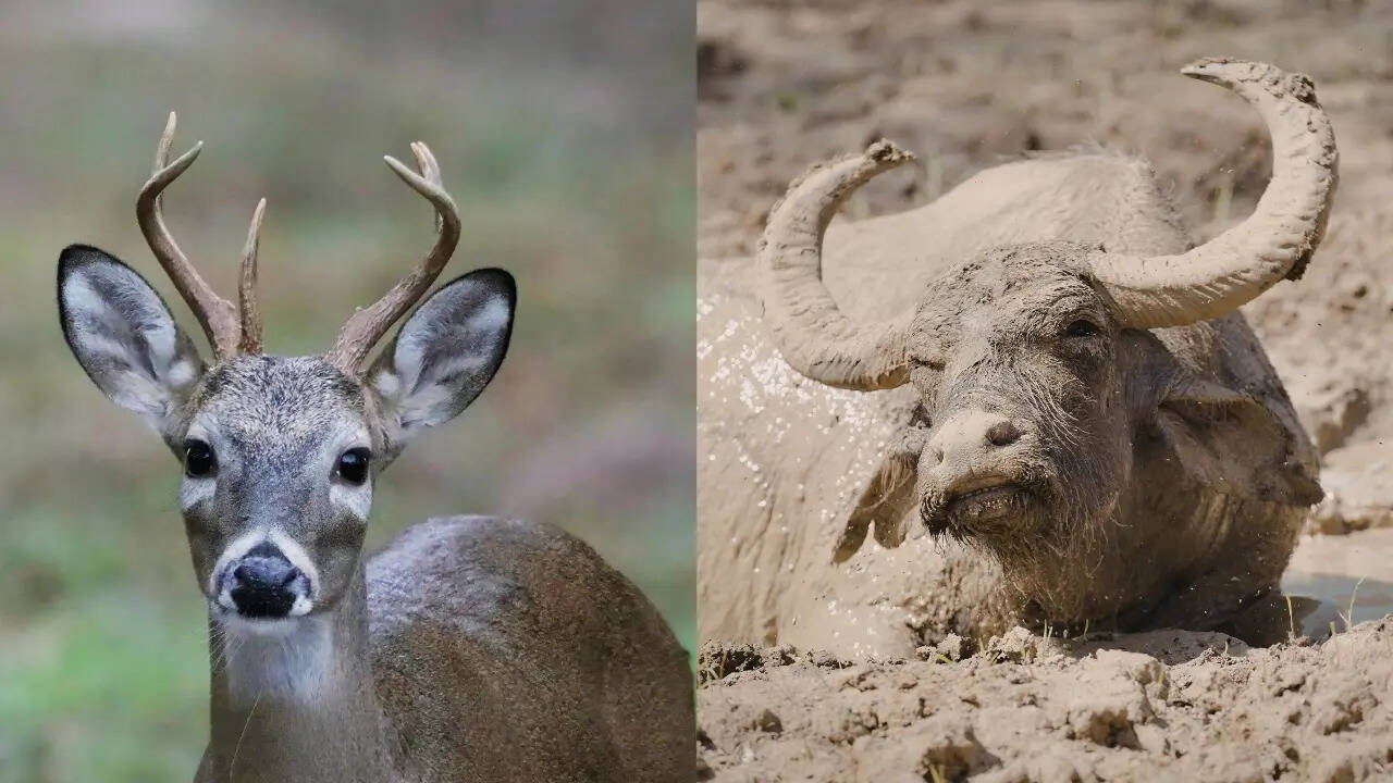बारासिंघा और जंगली भैंसों का बसेरा