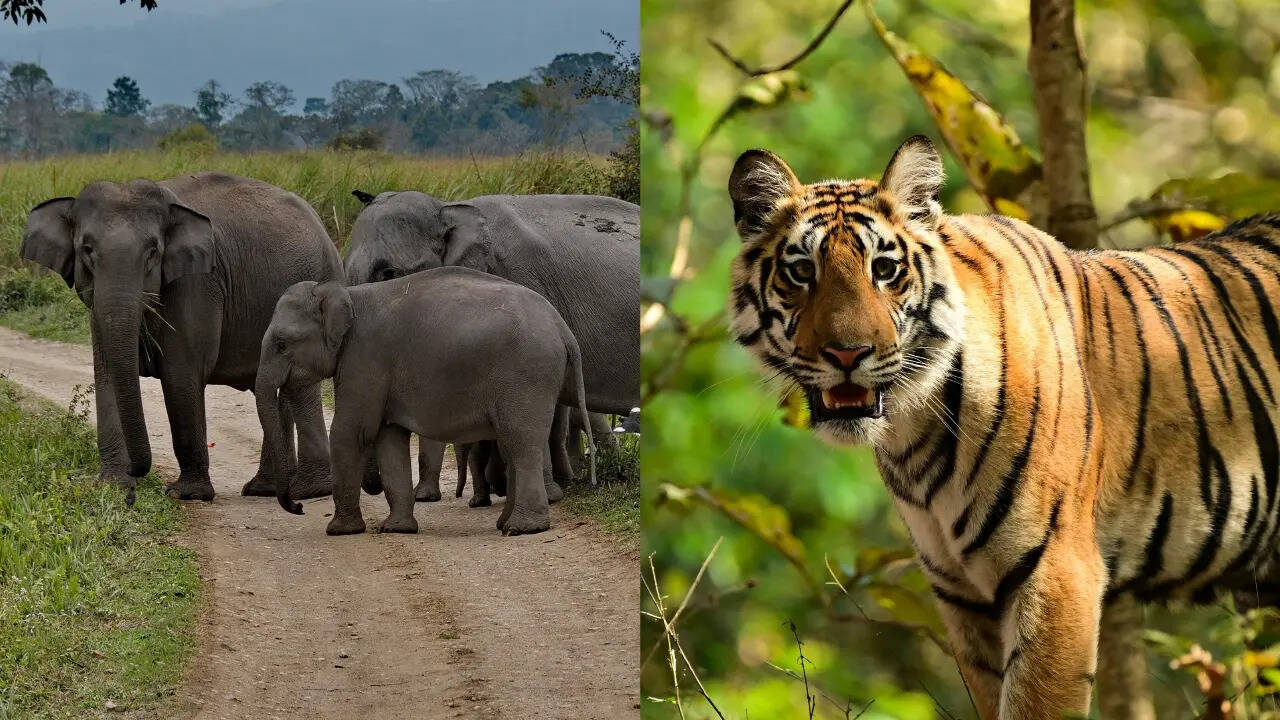 हाथियों का झुंड और बंगाल टाइगर का रोमांच