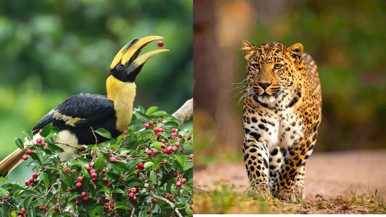 पक्षियों का स्वर्ग और दुर्लभ तेंदुए