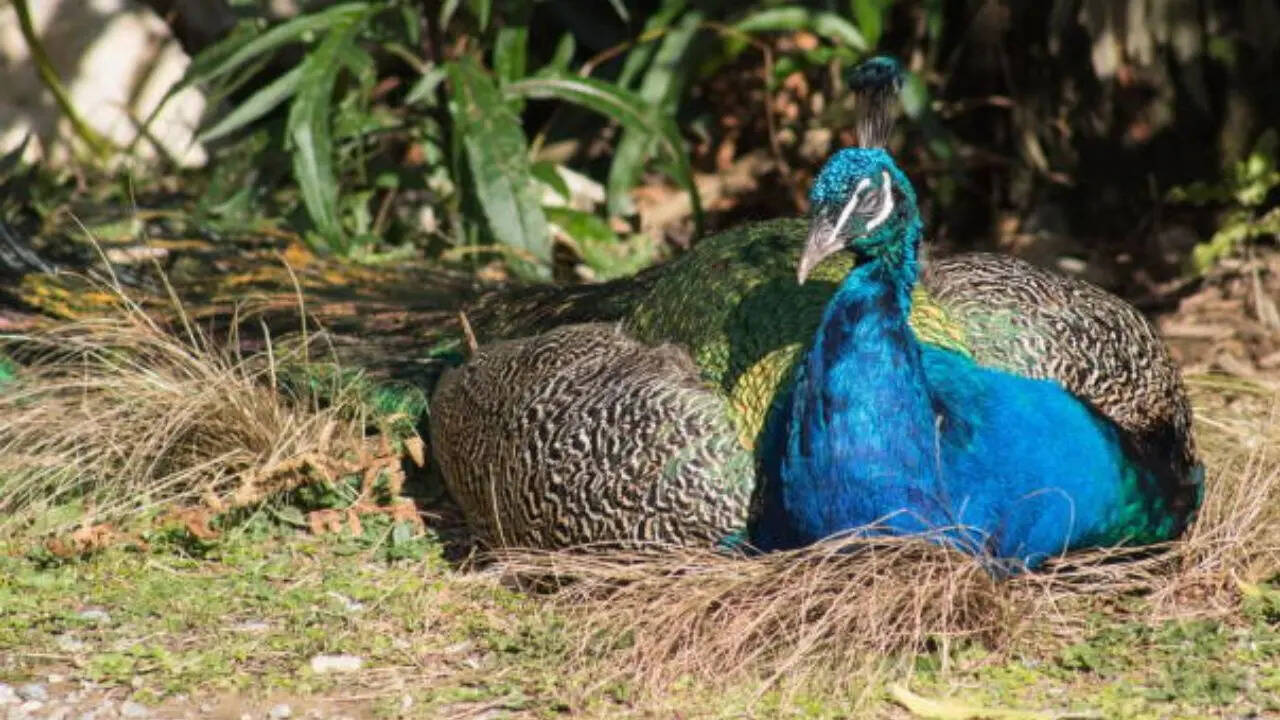 ​ मोर की सोने की आदतें काफी दिलचस्प ​