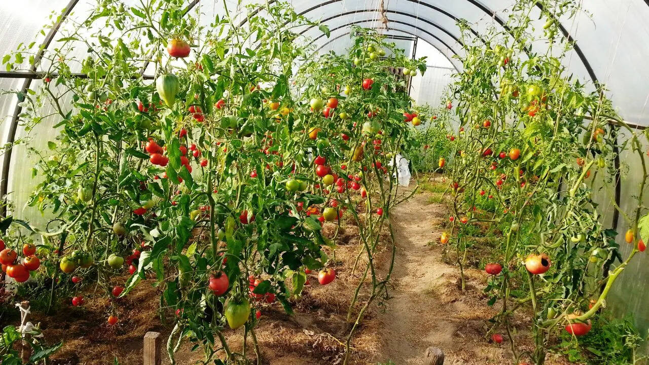 19 मिलियन टन से अधिक उत्पादकता