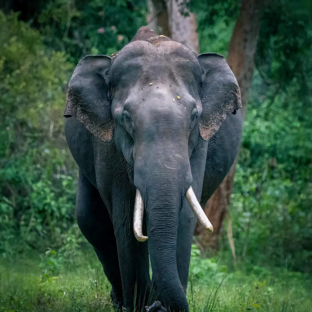 ​हम्पी​