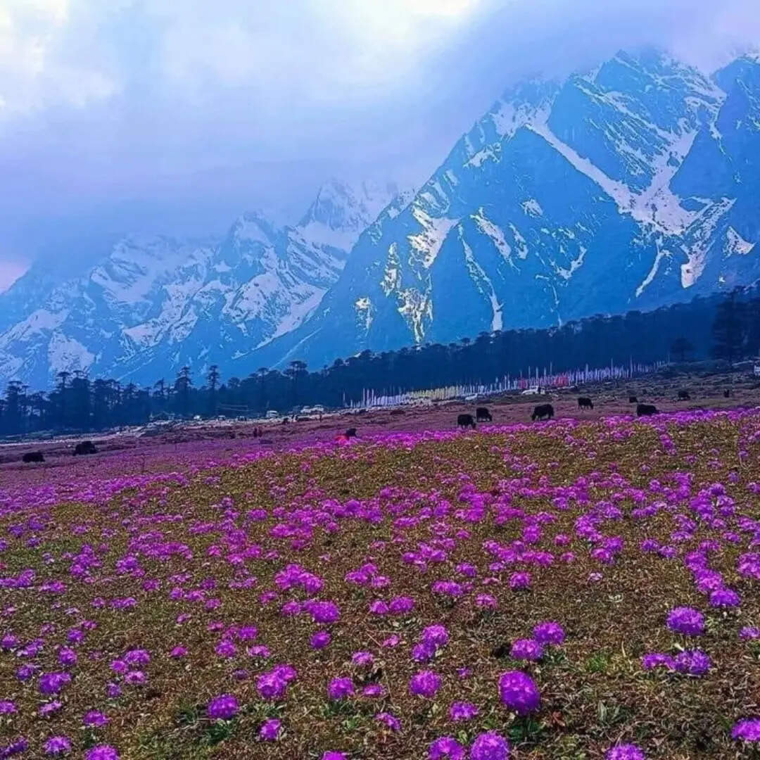 ​परमिट जरूरी​