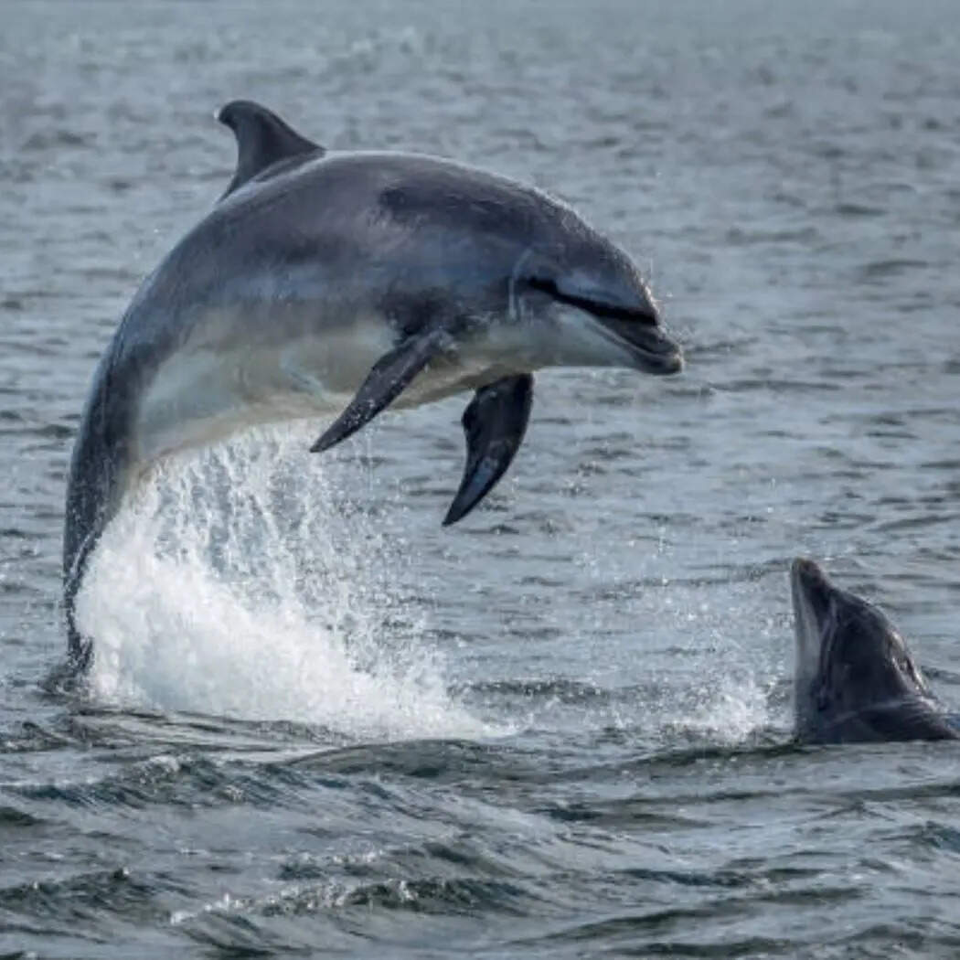 डॉल्फिन और व्हेल (Dolphin And Whale)