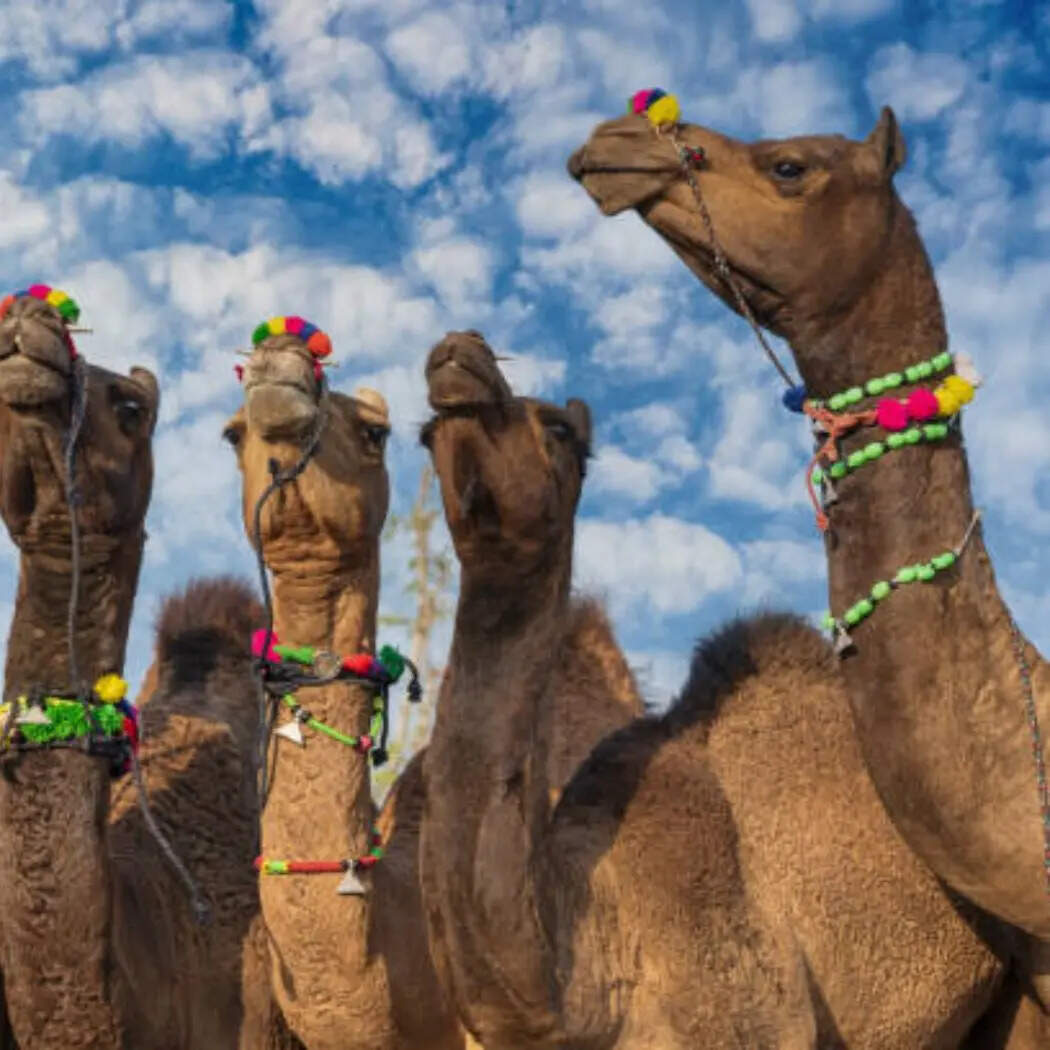 ऊंट (Camel)