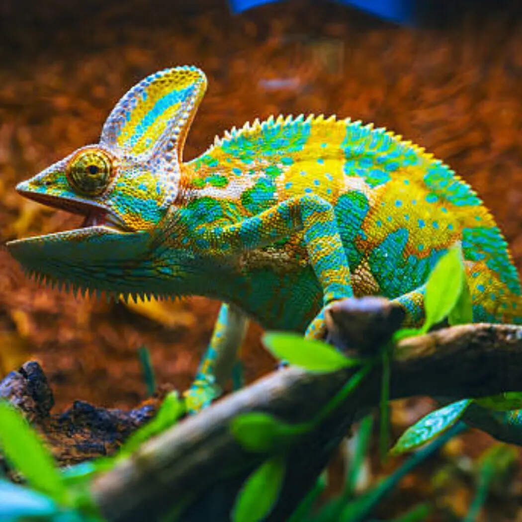 गिरगिट (Chameleon)