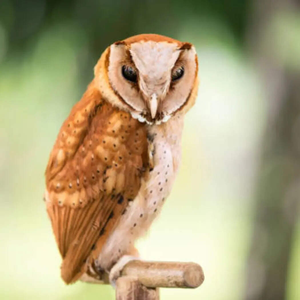 ओरिएंटल बे उल्लू (Oriental Bay Owl)