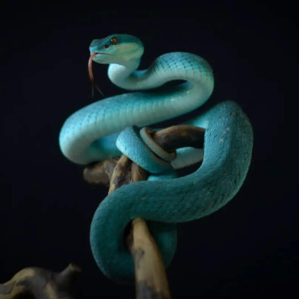 सांप (Snake)