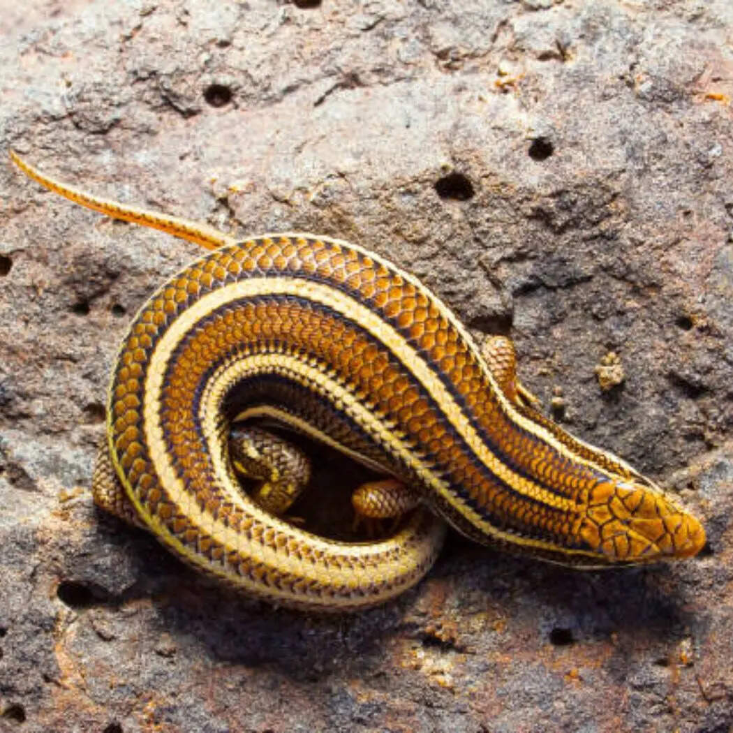 स्किंक (Skink)