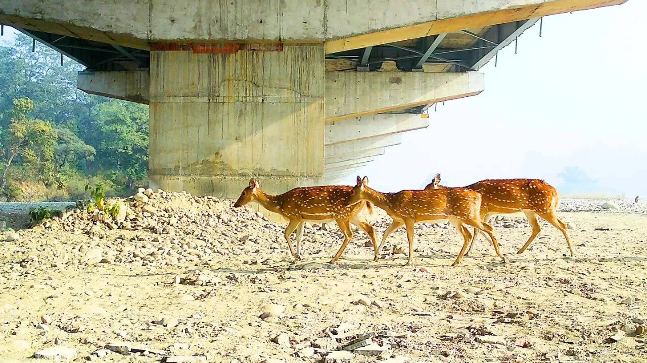 ​मानव-वन्यजीव संघर्ष में अत्यधिक कमी लाना लक्ष्य