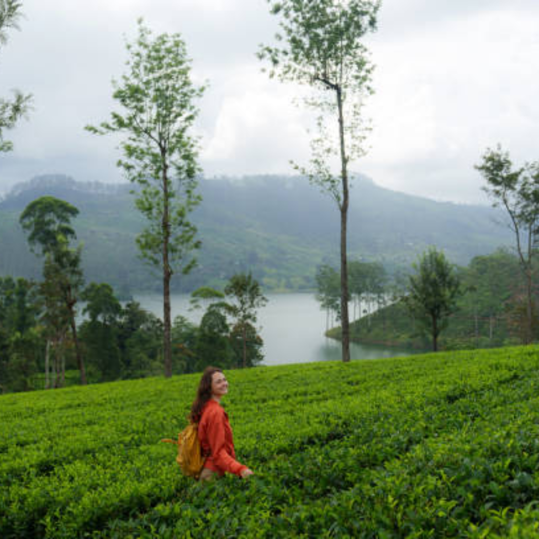 खोनोमा